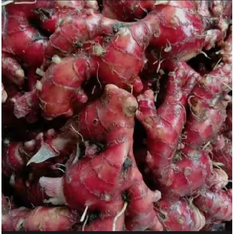 

Jahe Merah Segar Murah 1 Kg jahe lokal