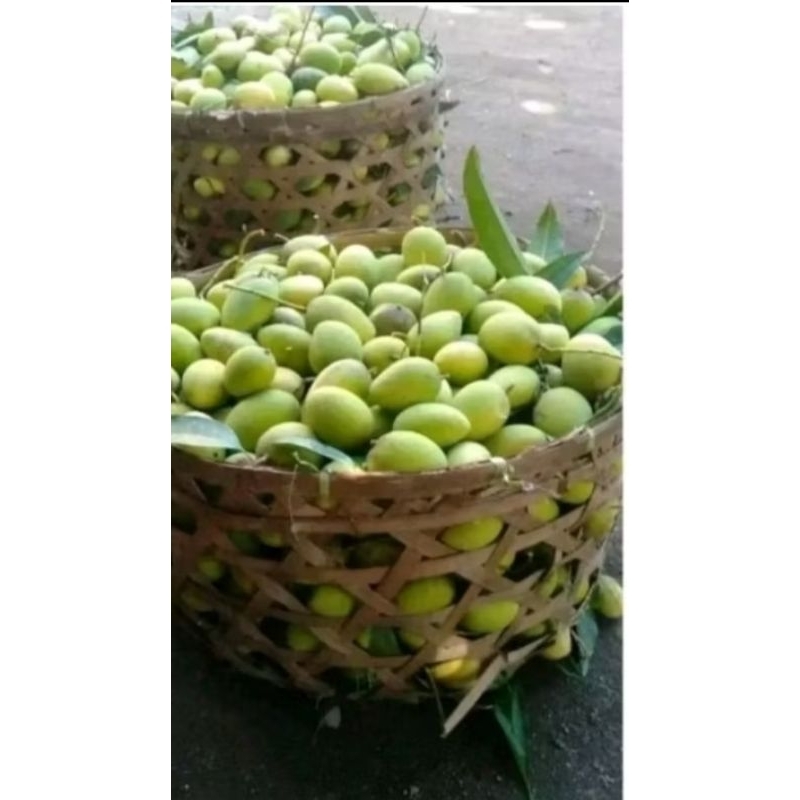 

Mangga Muda Fresh Buat Rujak