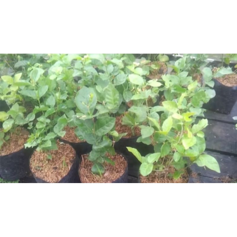 bibit bunga melati tanaman melati bunga melati