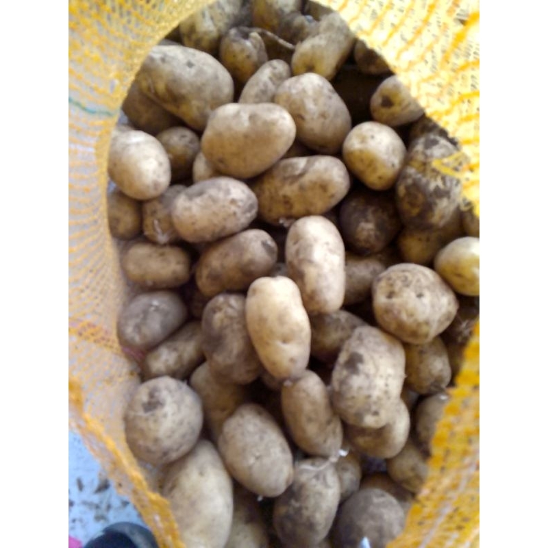 

kentang geranola ukuran DN