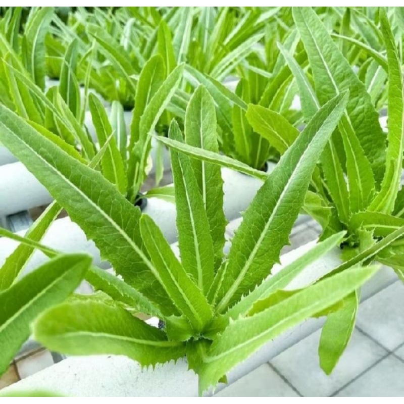 60 biji benih bibit sayuran Siomak