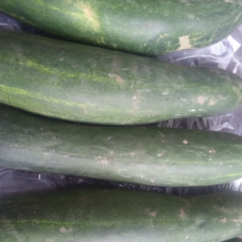 

timun lalap / timun acar 500 gram