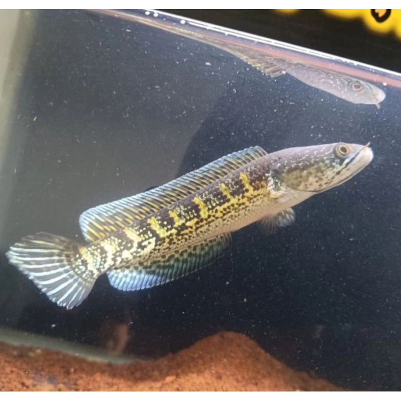 Ikan Channa Auranti warna ajib Gondrong