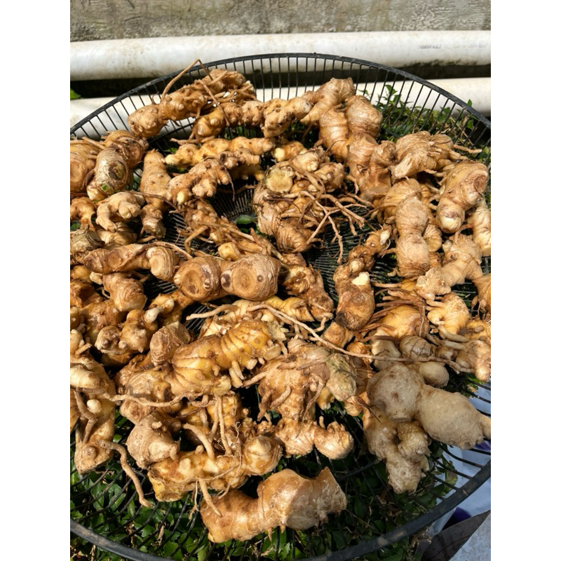 

Kunyit putih segar, 100 gr banyak khasiat besar” fress langsung dari kebun