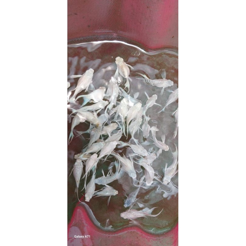 molly balon platinum cawang