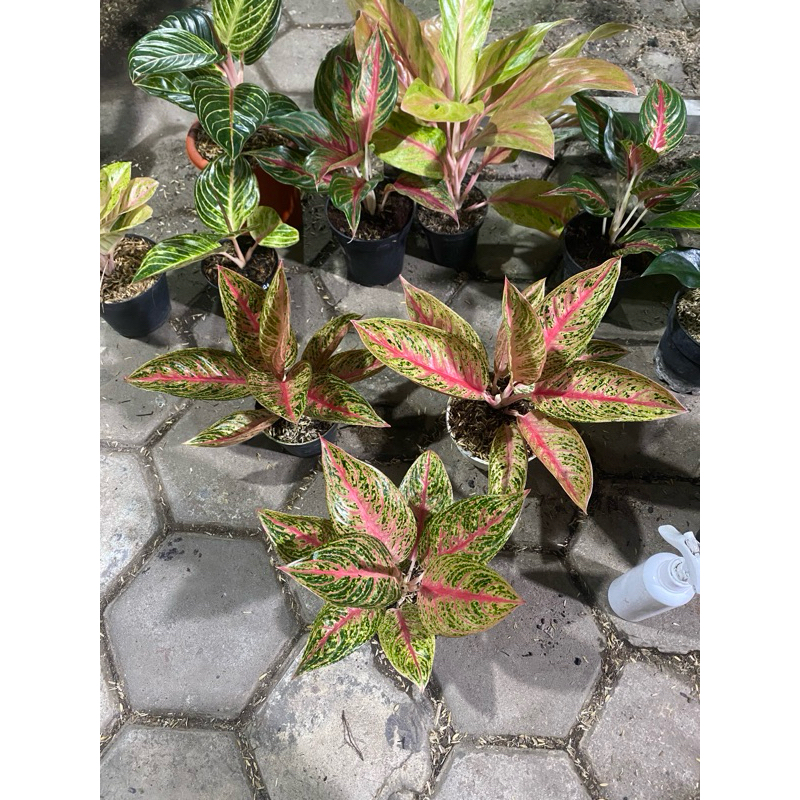 Aglaonema red legacy