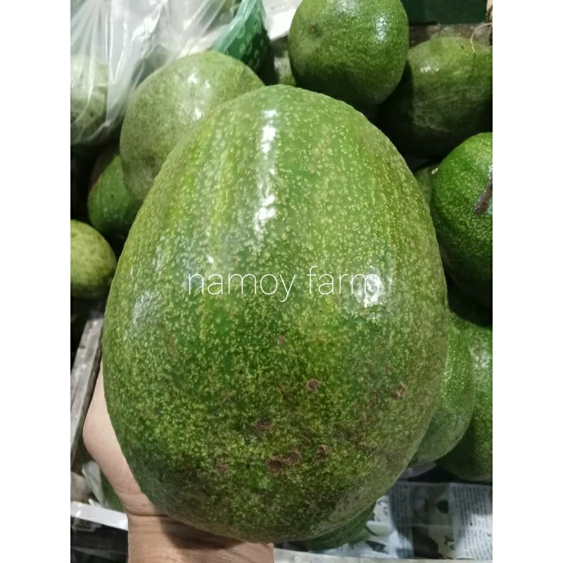 

satu kg buah alpukat Markus segar besar besar