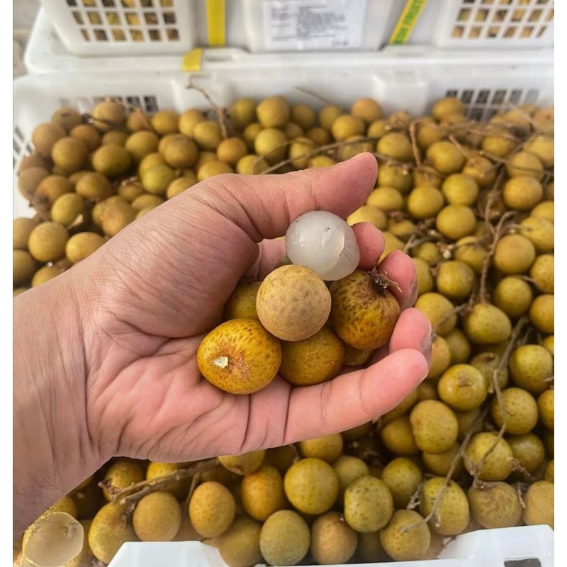 

Buah Klengkeng Segar 1000gr