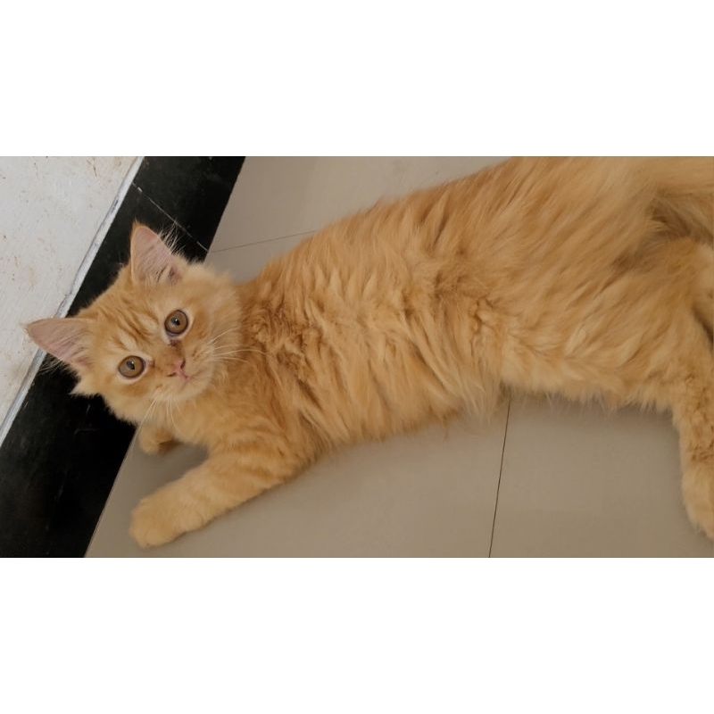 (SIDOARJO) Kucing Munchkin NS (anggap persia medium) Jantan 4 Bulan