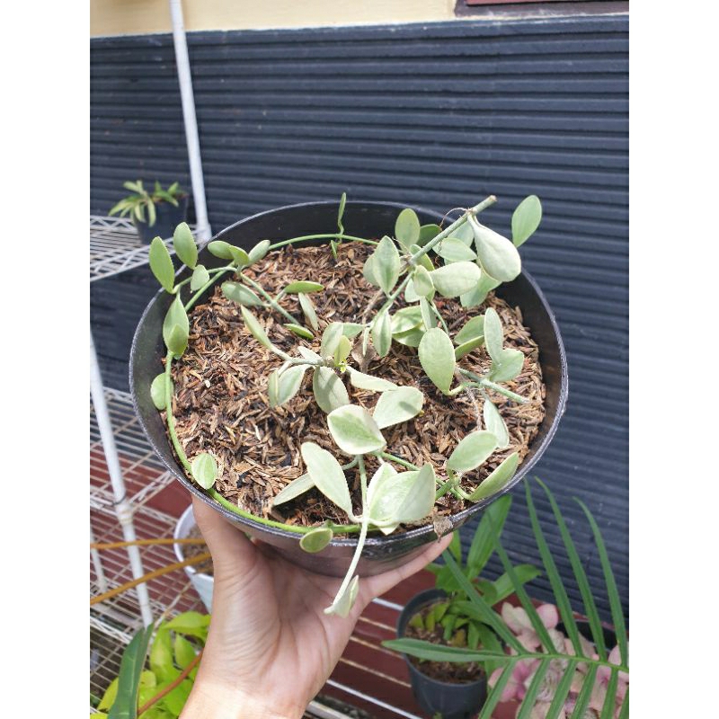 Tanaman Dischidia Varigata