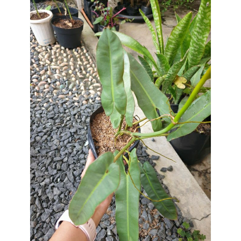 Tanaman Philodendron Atabapoense