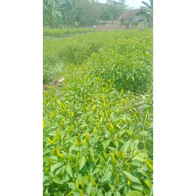 

cabai rancung per 1kg