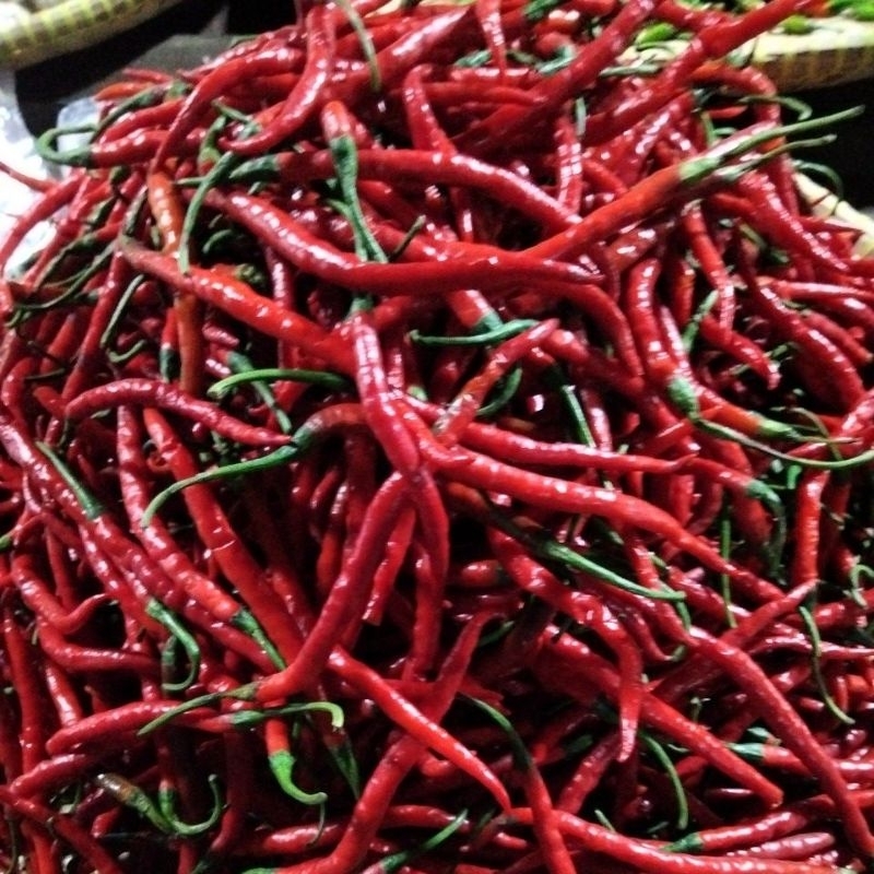 

cabe merah keriting