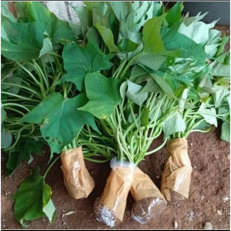 1 Stek Bibit Ubi jalar Oren / bibit Ketela Oren / bibit Ubi rambat oren / ubi madu Oren /ketela madu