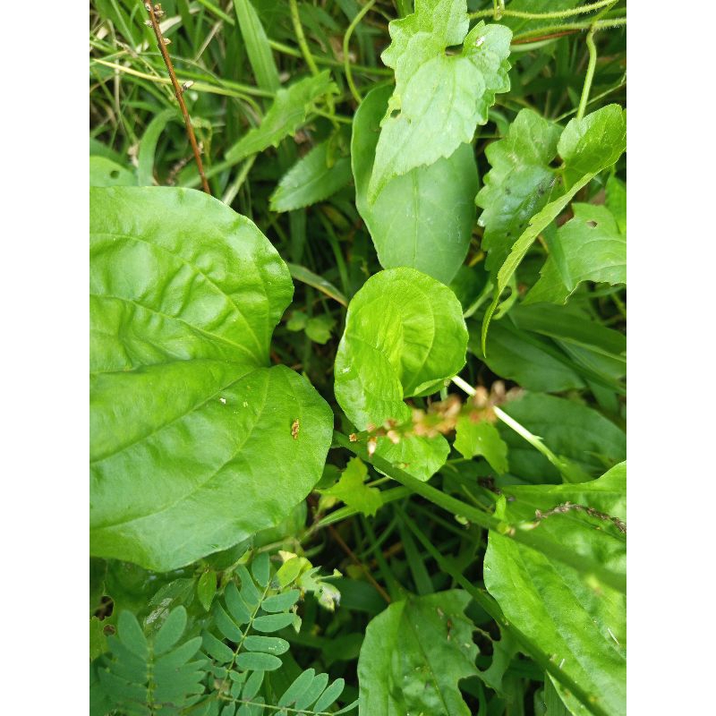 

Daun sendok ki urat segar 500gram segar
