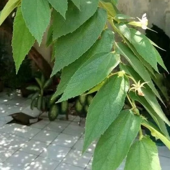 

Daun Kresen Fresh Segar Obat Herbal Alami