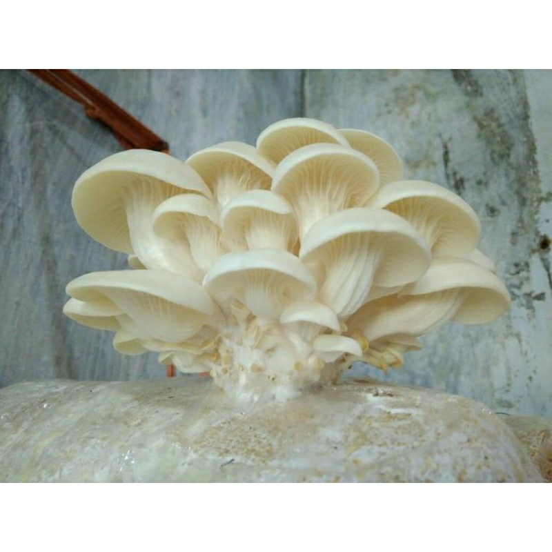 

BEGLOG JAMUR TIRAM 4PCS SIAP PANEN