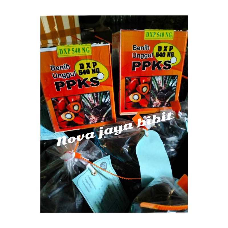 bibit benih kecambah sawit ppks DxP 540 NG