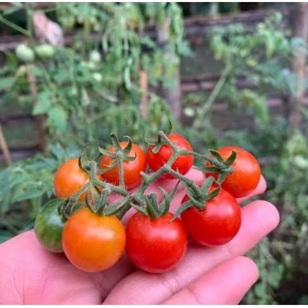 

Tanaman Tomat Cherry Siap Berbuah - Tomat Ceri - Tomat Mini