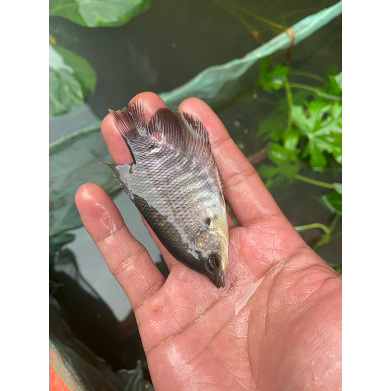 bibit gurame ukuran korek kayu