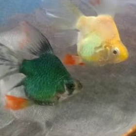 SUMATRA BALON SLAYER GREEN