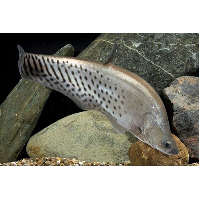 Belida Royal / Royal Chitala