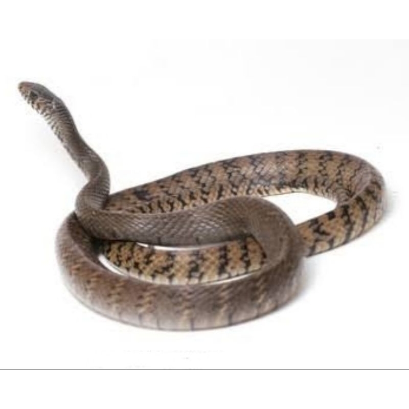colubridae ptyas mucosus