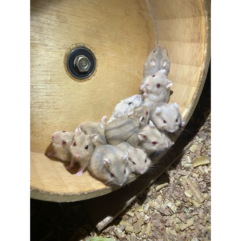 hamster winter white argente pearl golden jantan betina