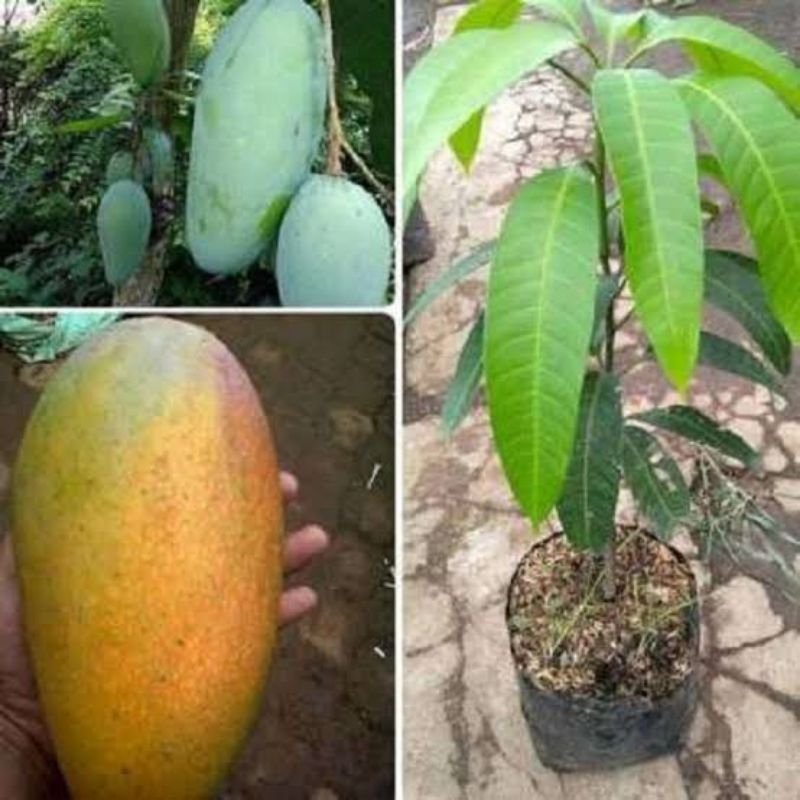jual bibit mangga kiojay hasil okulasi || mangga kiojay Thailand