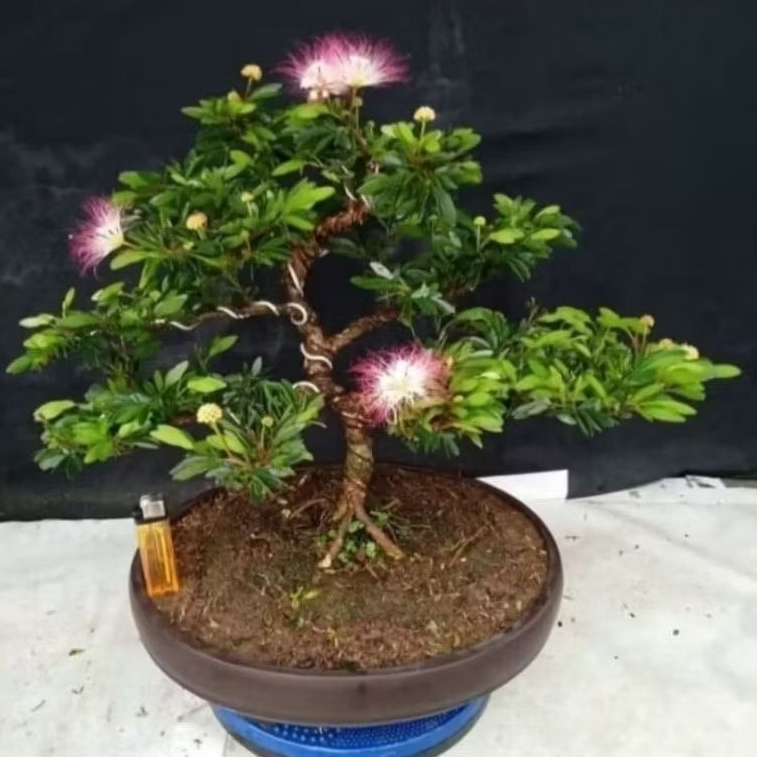 Bahan bonsai kaliandra sulimaraja / surinamensis