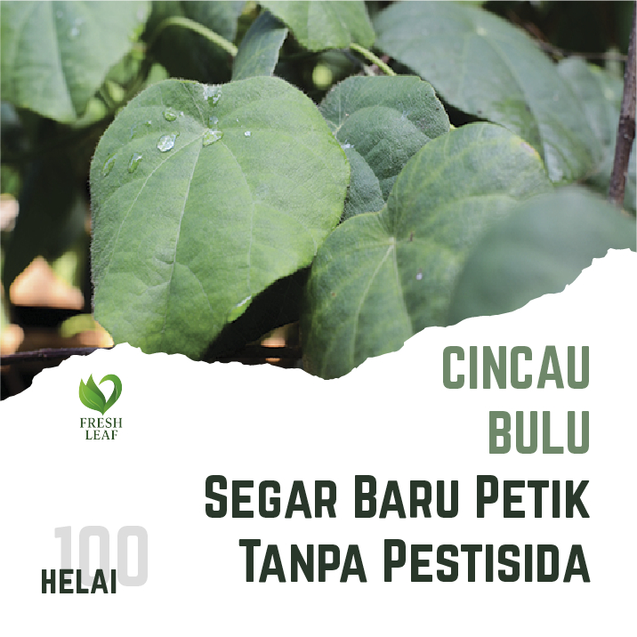 

Daun Cincau hijau Bulu Segar Tanpa Pestisida 100helai