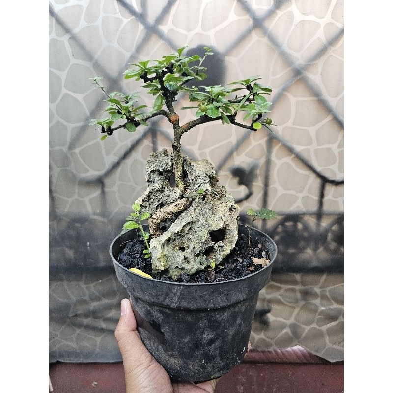 Bahan Bonsai Hokiantea Hokianti