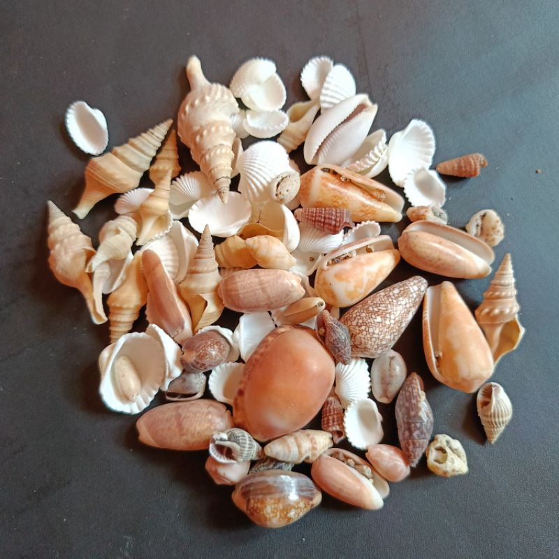 Hiasan cangkang kerang mix ukuran kecil sedang besar
