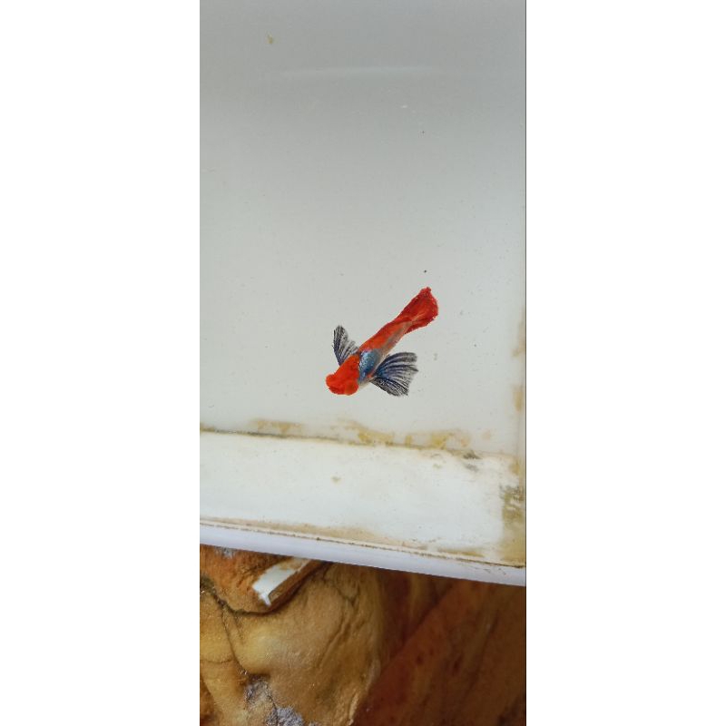 ikan guppy prtde koi