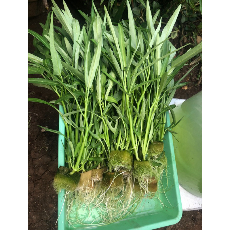 

kangkung hidroponik fresh