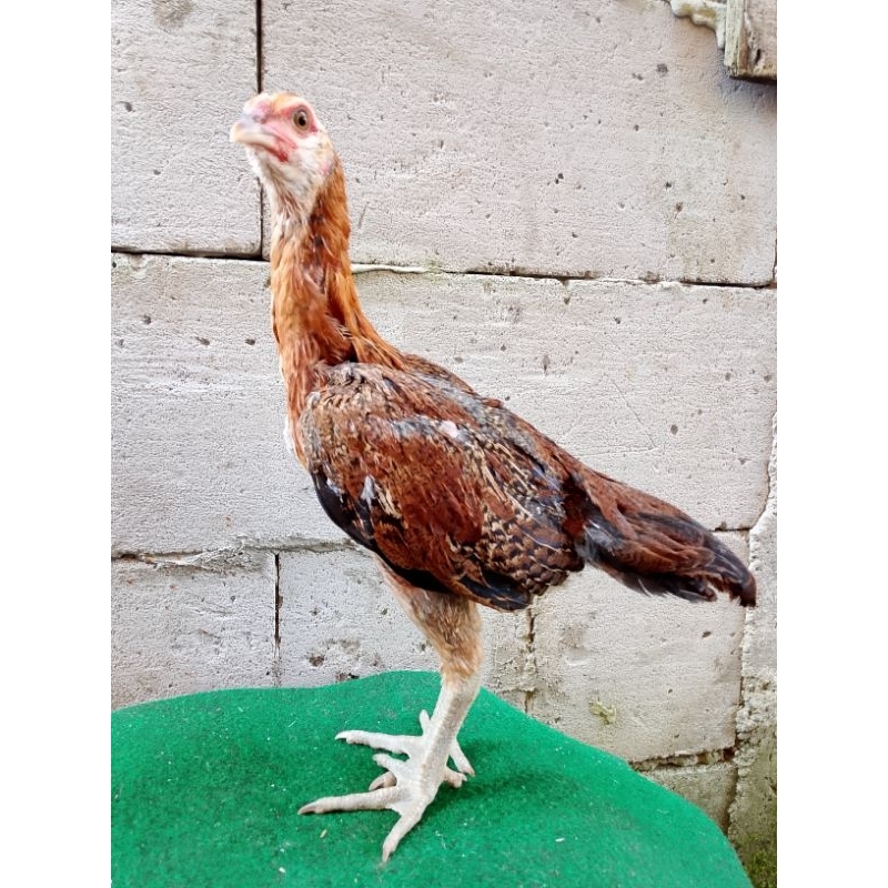 Biang mangon bulbi kuakitas super anak 3 bulan materi ternak ayam adu hias