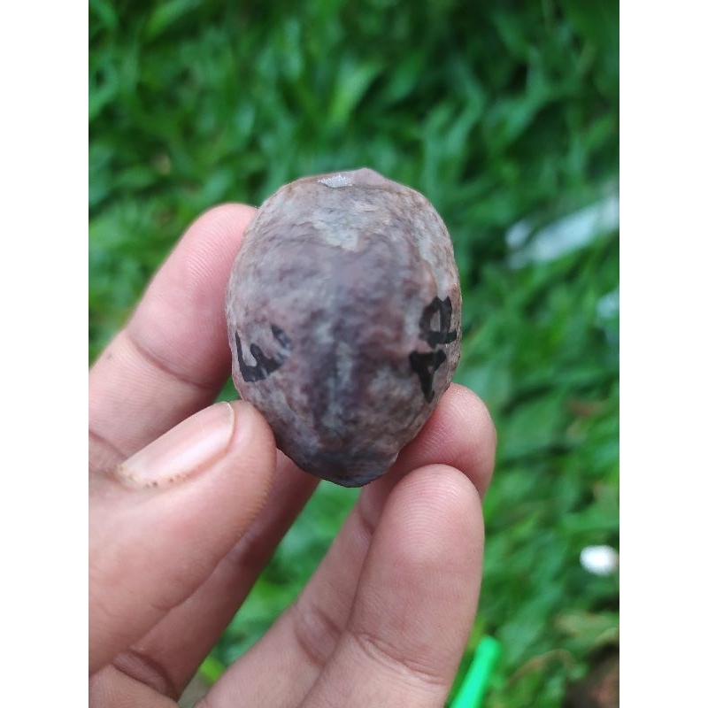 Muncang adu Jayanti Anak si pait original cimaung