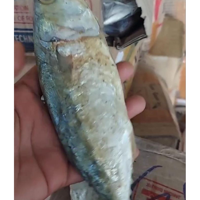 

Ikan Peda Putih Jumbo