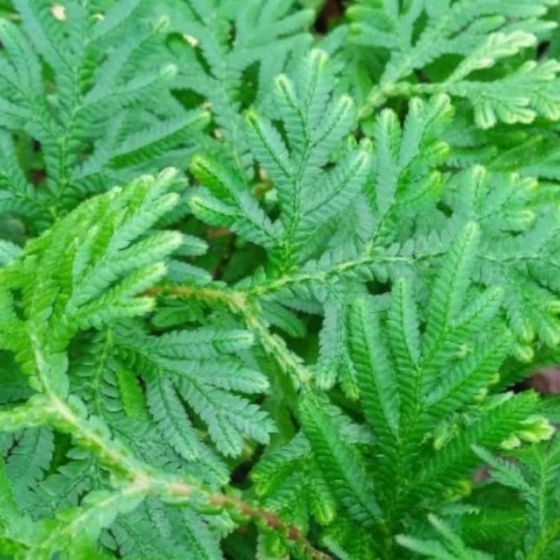 

daun ceker ayam segar paket 1 kg