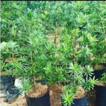 Tanaman lohansung Cincuan/lohansung taiwan