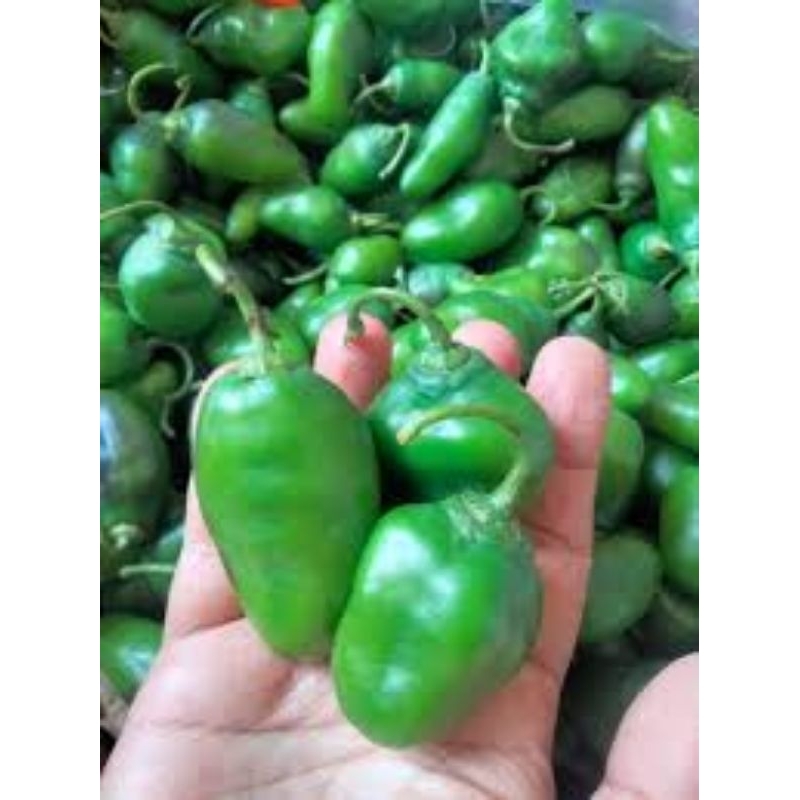 

Cabe Gendot Hijau
