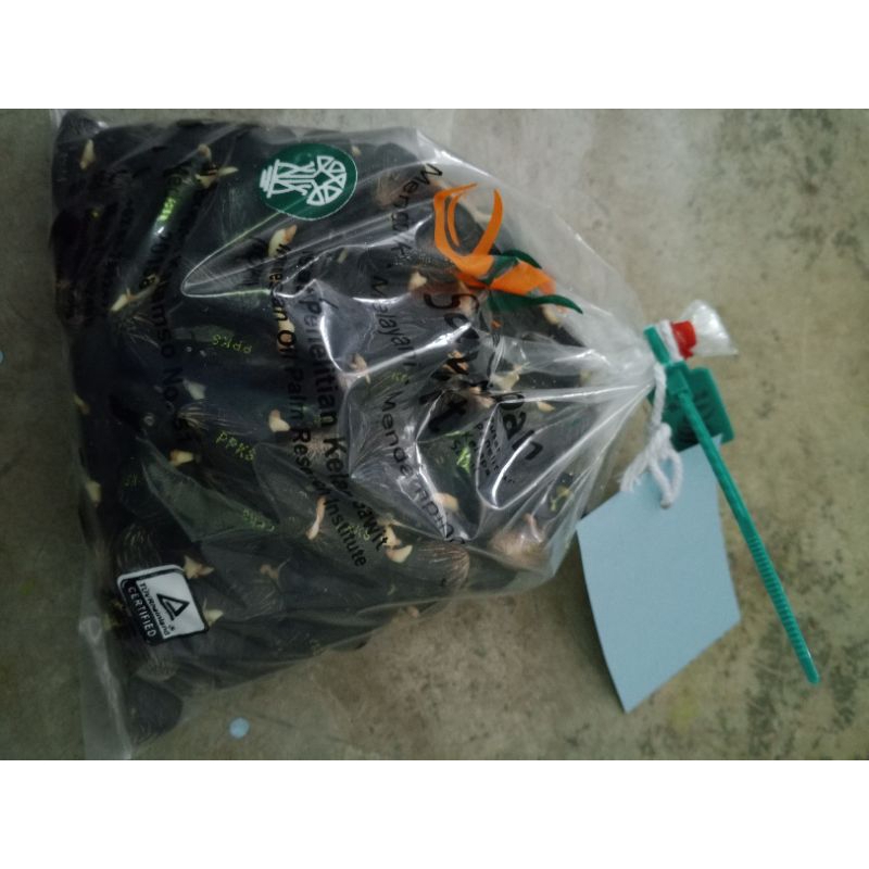 Benih polong kecambah sawit yangambi