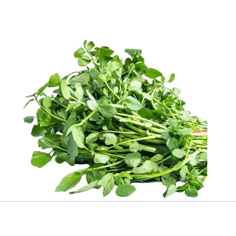 

Selada Air Hijau Segar 1 ikat