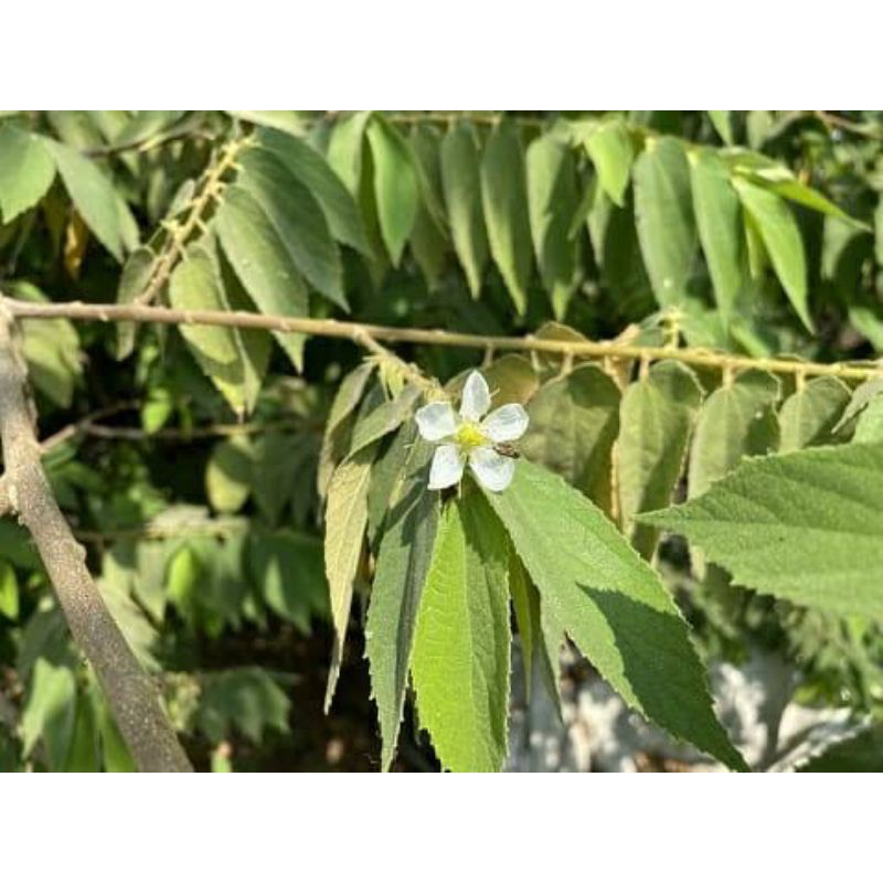 

daun kersen di jual per 100gram
