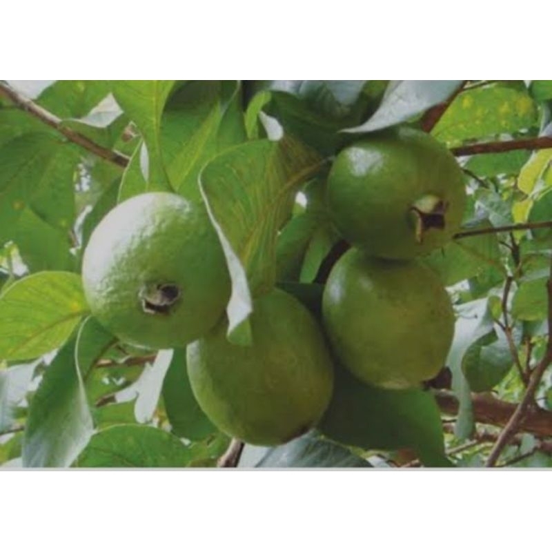 

buah jambu muda/jambu pentil/herbal isi 7pcs siap kirim