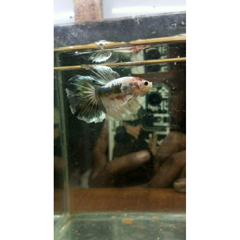 Ikan cupang Halfmoon Nemo Cooper size M plus