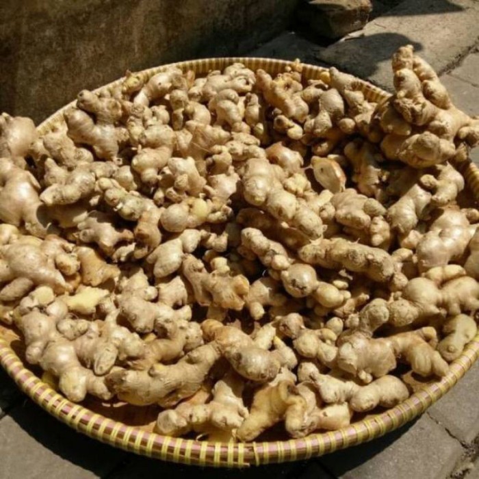 

Jual Jahe Emprit / Jahe Putih Super Dan Segar Sudah Bersih 1 kg