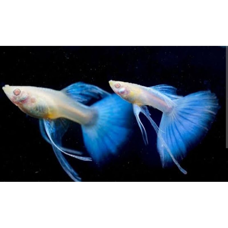 

stiker blue sky ribbon