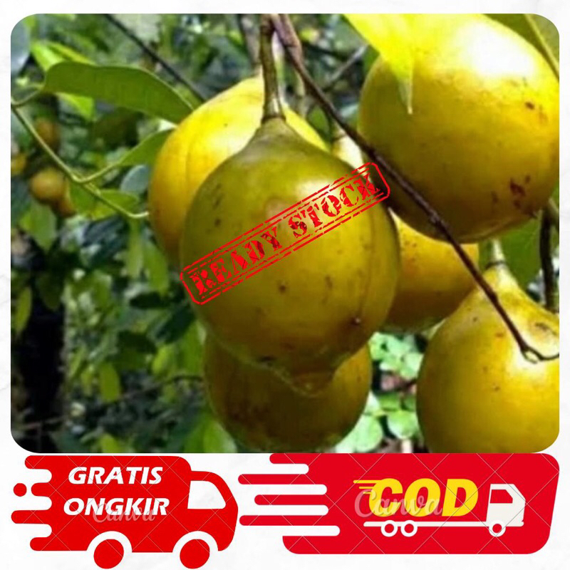 

Buah Pala segar 1kg Langsung petik/Buah pala golotok langsung petik