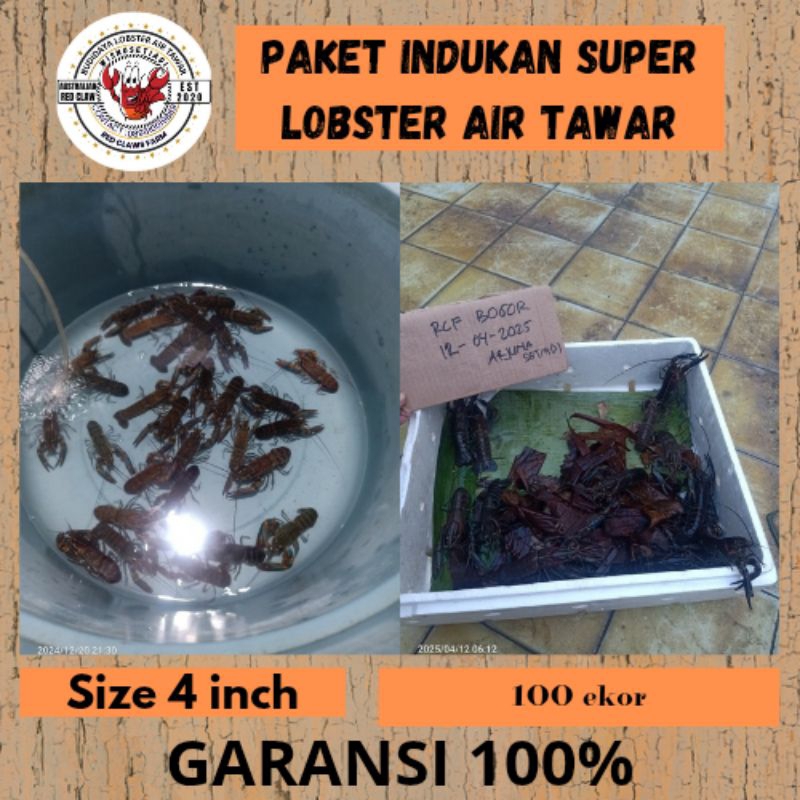 Paket indukan lobster air tawar size 4 inch isi 100 ekor